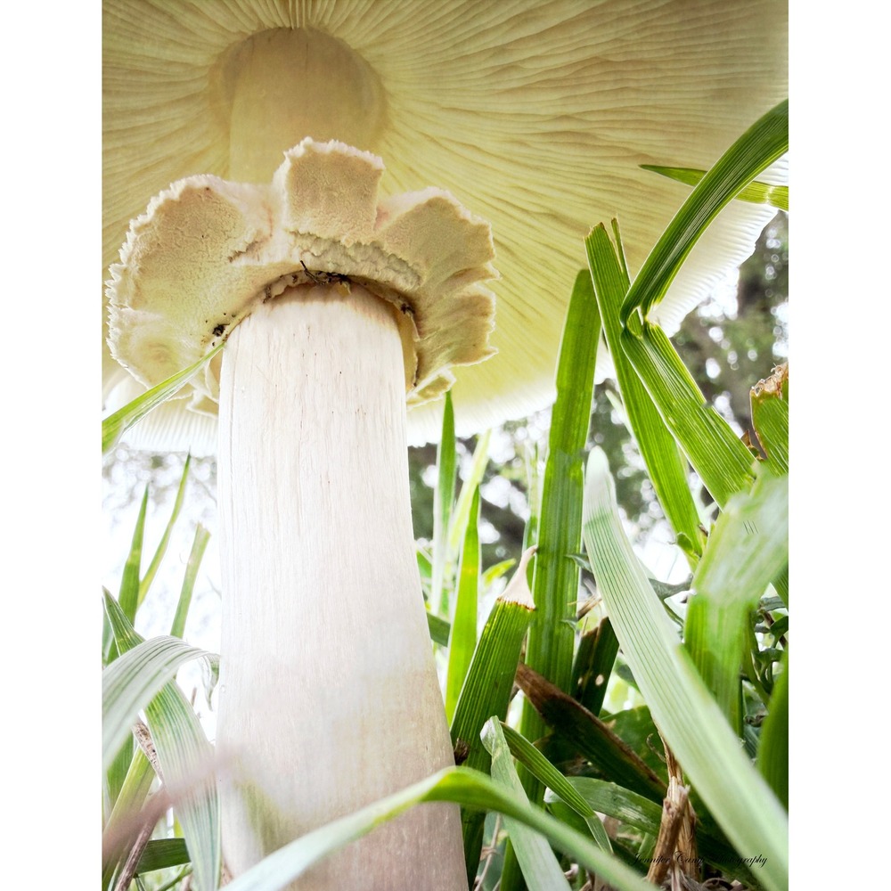 Mushroom Macro Nature Photography Print Vertical Botanical Wall Art Size 5x7
